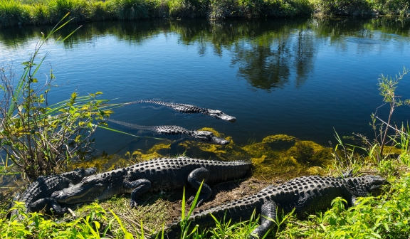 Gators swimming in the Everglades