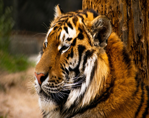 A tiger
