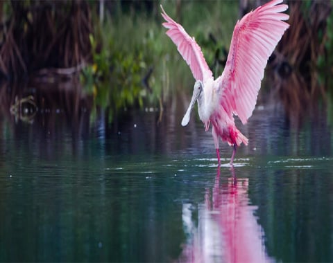 A flamingo spreading its wings