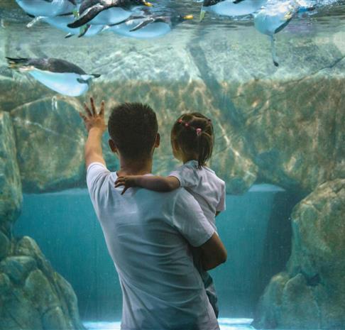 A father holds his daughter as they examine penguins in an aquarium in Southeastern America.