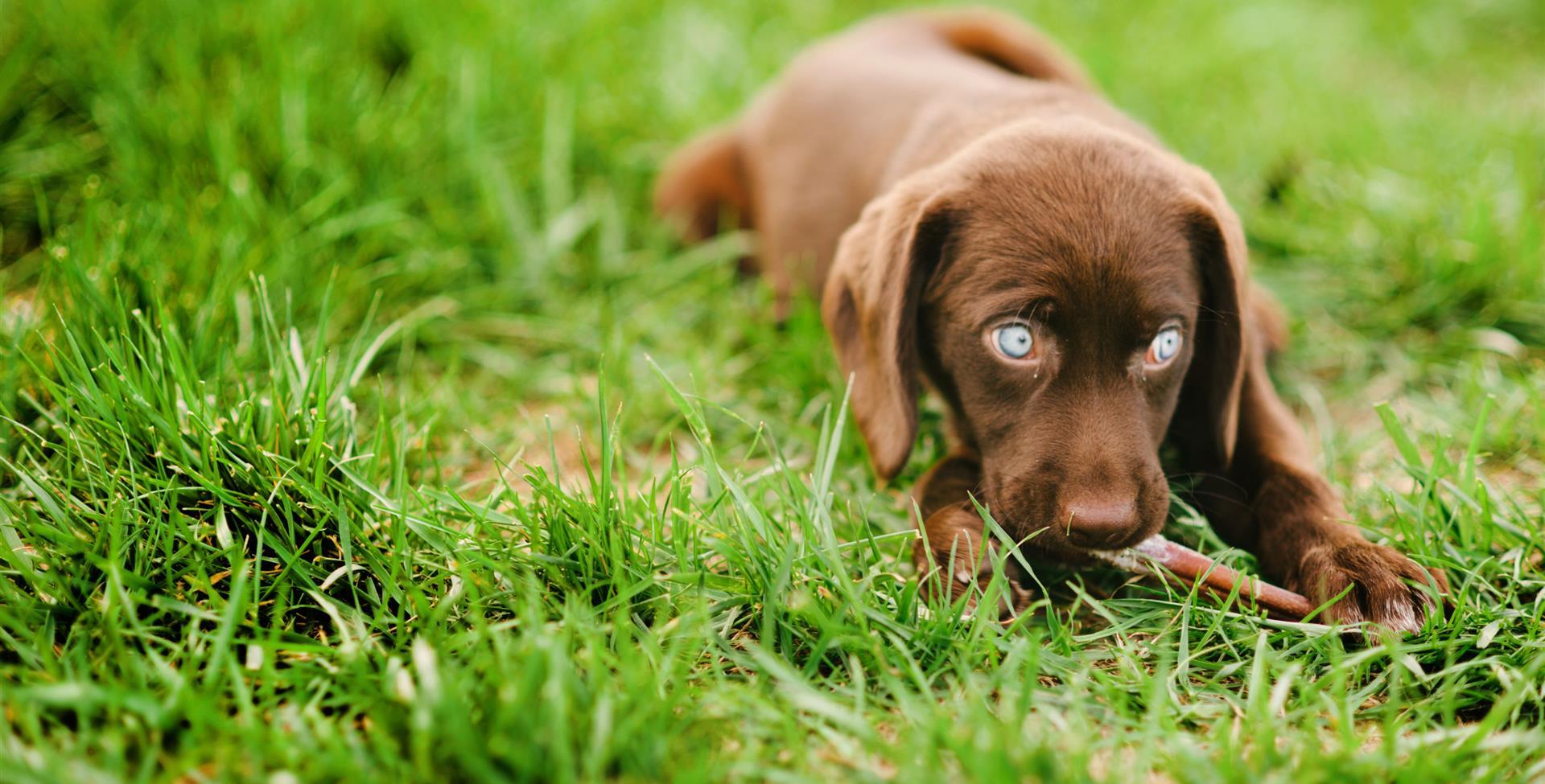 chocolate lab chewing dog chew on lawn